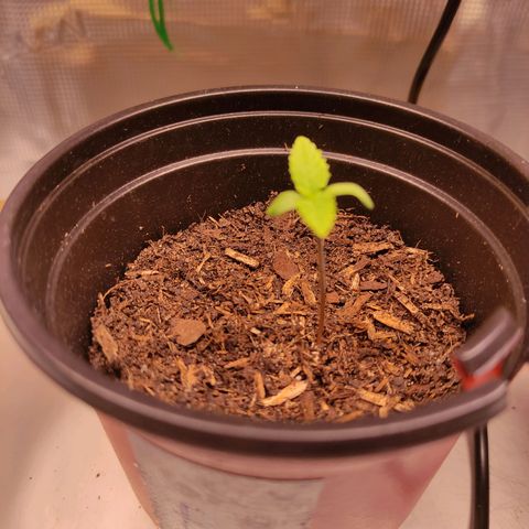 Radical Juice Buse growlog timeline photo