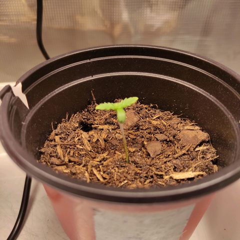 Radical Juice Adina growlog timeline photo
