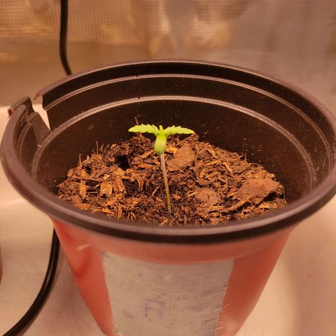 Radical Juice Adina growlog timeline photo