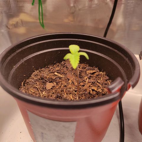 Radical Juice Buse growlog timeline photo