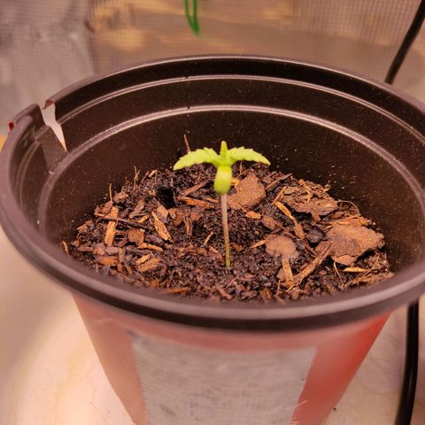 Radical Juice Adina growlog timeline photo