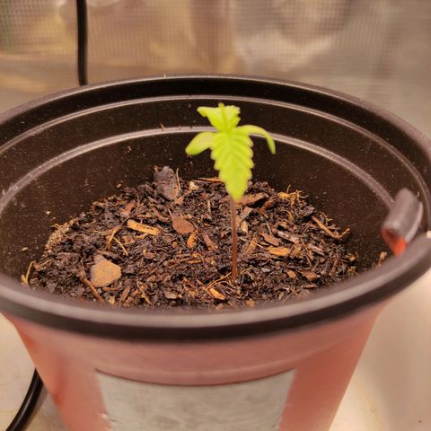 Radical Juice Buse growlog timeline photo
