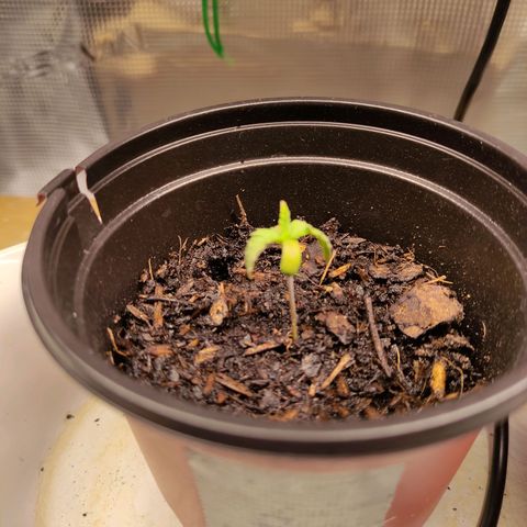 Radical Juice Adina growlog timeline photo