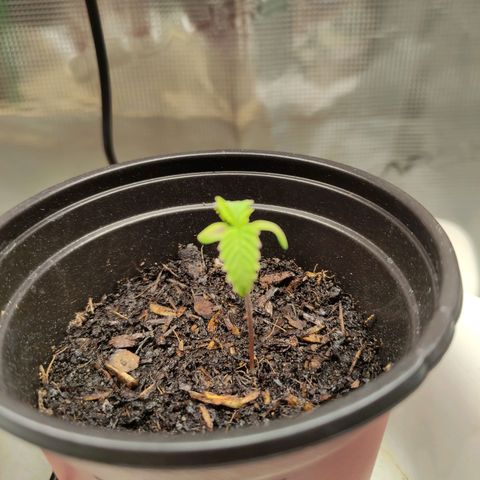 Radical Juice Buse growlog timeline photo