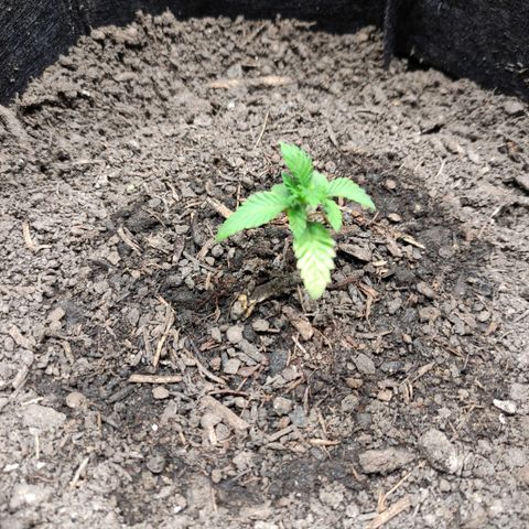 Radical Juice Adina growlog timeline photo