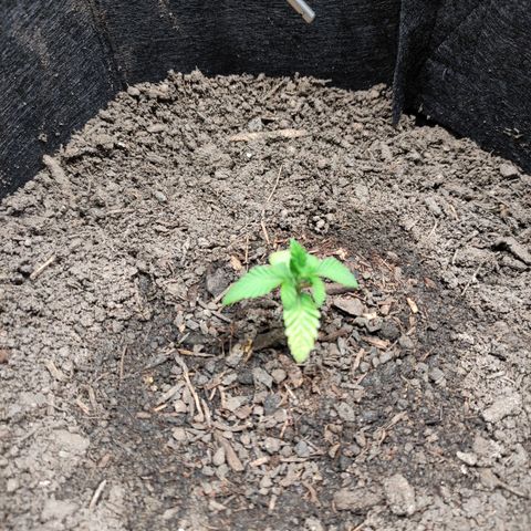 Radical Juice Adina growlog timeline photo
