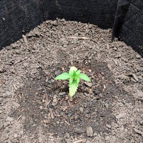 Radical Juice Adina growlog timeline photo