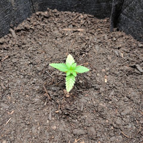 Radical Juice Adina growlog timeline photo