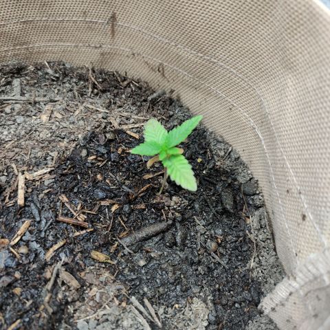 Radical Juice Adina growlog timeline photo