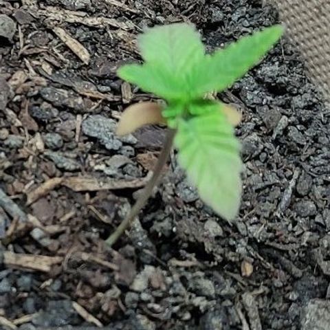 Radical Juice Adina growlog timeline photo
