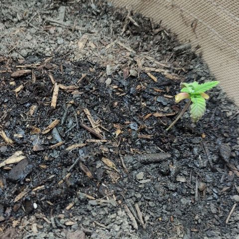 Radical Juice Adina growlog timeline photo