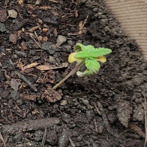 Radical Juice Adina growlog timeline photo