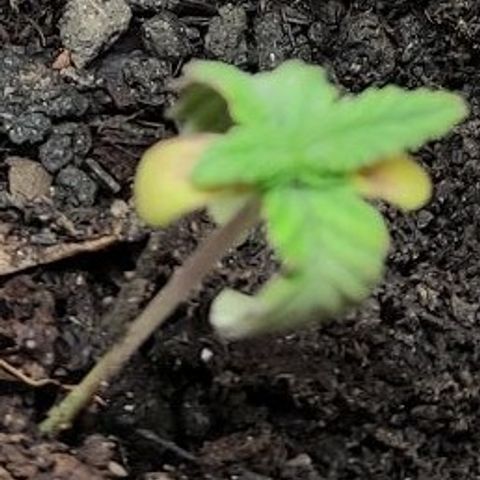 Radical Juice Adina growlog timeline photo