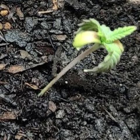 Radical Juice Adina growlog timeline photo