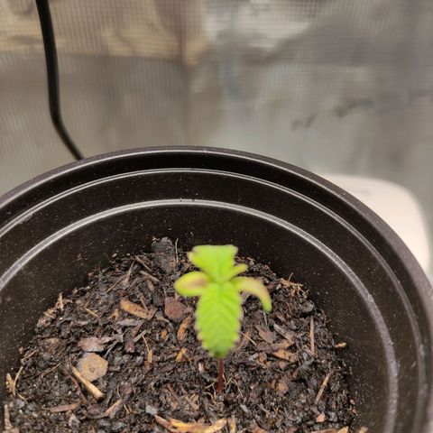 Radical Juice Buse growlog timeline photo