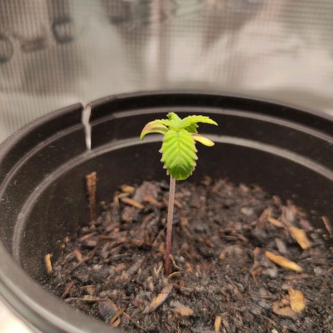 Radical Juice Buse growlog timeline photo
