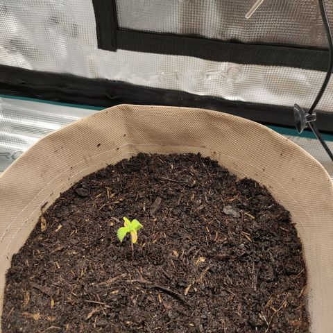 Radical Juice Buse growlog photo: Umgepflanzt in 8 Liter Root Heaven Stoff Topf 