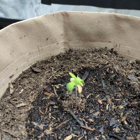 Radical Juice Buse growlog timeline photo