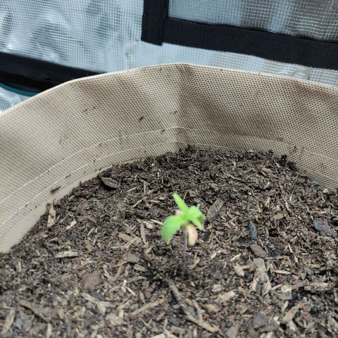 Radical Juice Buse growlog timeline photo