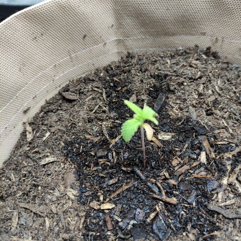Radical Juice Buse growlog timeline photo