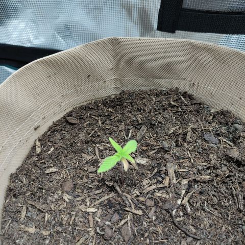 Radical Juice Buse growlog timeline photo