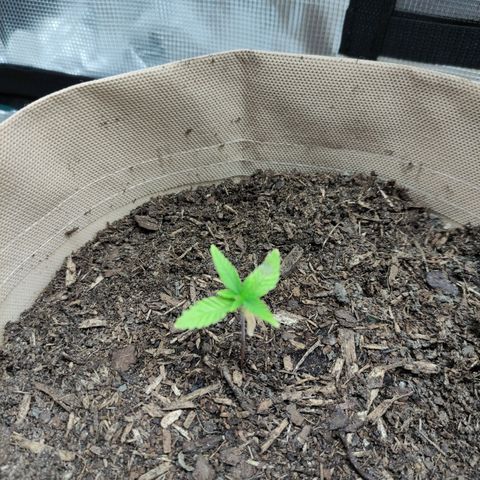 Radical Juice Buse growlog timeline photo