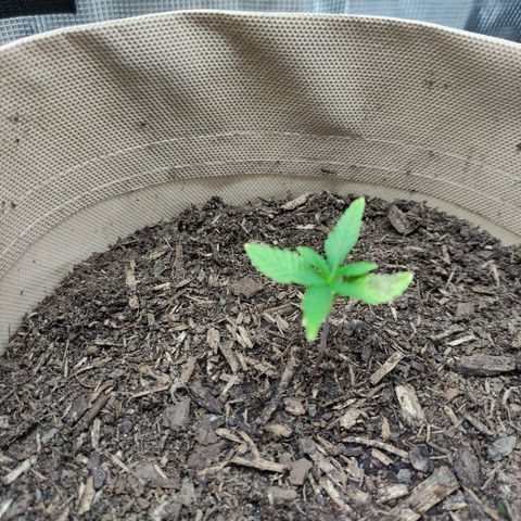Radical Juice Buse growlog timeline photo