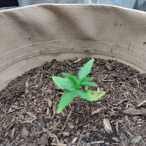 Radical Juice Buse growlog timeline photo