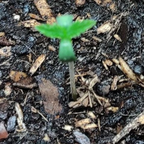 Radical Juice Cadis growlog timeline photo