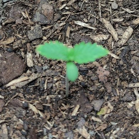 Radical Juice Cadis growlog timeline photo
