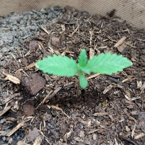 Radical Juice Cadis growlog timeline photo