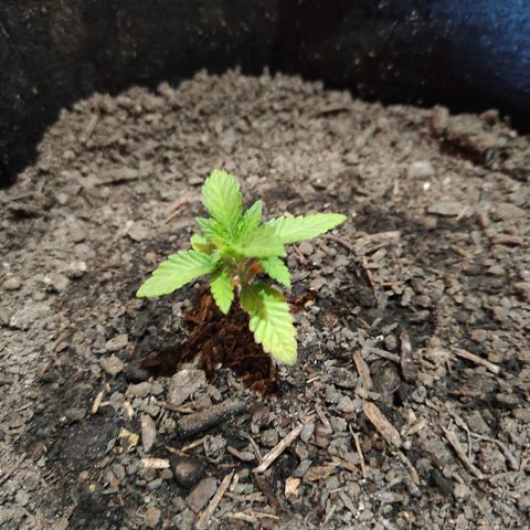 Radical Juice Adina growlog timeline photo