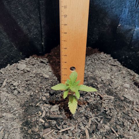 Radical Juice Adina growlog timeline photo