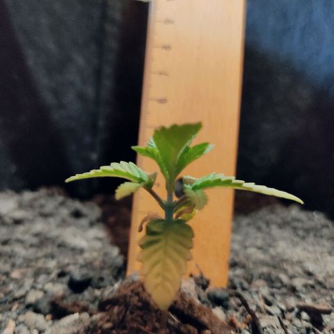 Radical Juice Adina growlog timeline photo