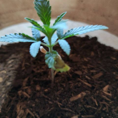 Radical Juice Buse growlog timeline photo