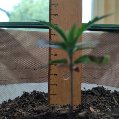 Radical Juice Buse growlog timeline photo