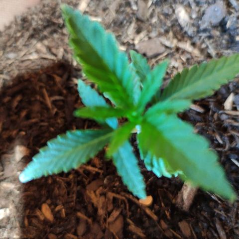 Radical Juice Buse growlog timeline photo
