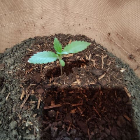 Radical Juice Cadis growlog timeline photo