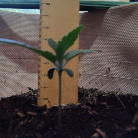 Radical Juice Cadis growlog timeline photo