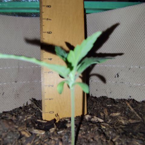 Radical Juice Cadis growlog timeline photo
