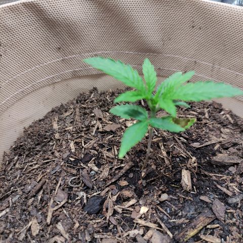 Radical Juice Buse growlog timeline photo