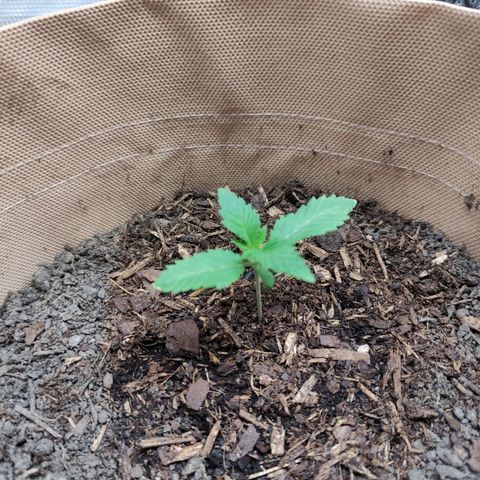 Radical Juice Cadis growlog timeline photo