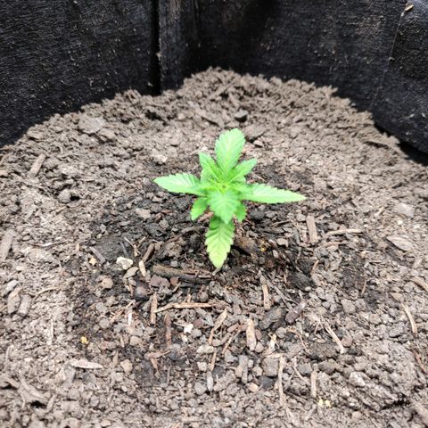Radical Juice Adina growlog timeline photo