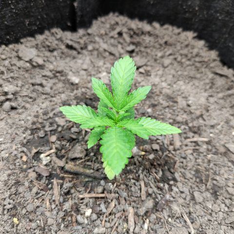 Radical Juice Adina growlog timeline photo