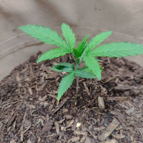 Radical Juice Buse growlog timeline photo