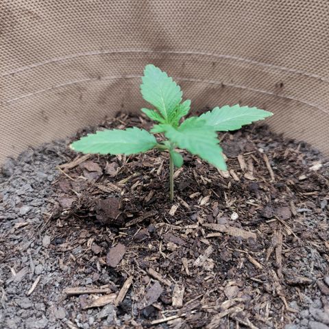 Radical Juice Cadis growlog timeline photo