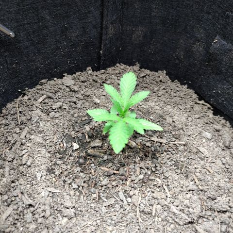 Radical Juice Adina growlog timeline photo