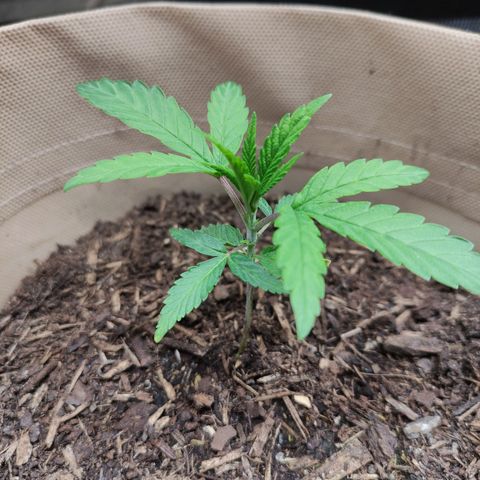 Radical Juice Buse growlog timeline photo