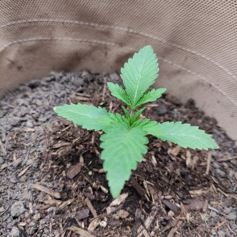 Radical Juice Cadis growlog timeline photo