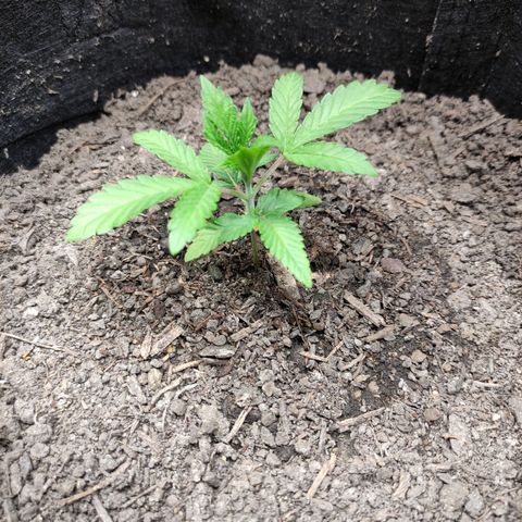 Radical Juice Adina growlog timeline photo